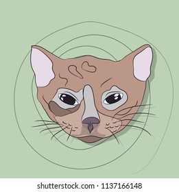 portrait of a cat, on a background, vector