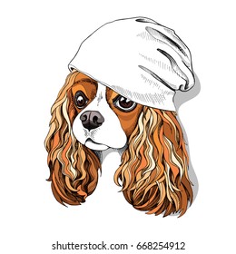 Portrait of the Cavalier King Charles Spaniel in a knitted casual cap. Vector illustration.