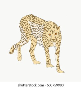 Portrait of a cheetah, hand drawn vector illustration isolated on white background