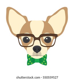 Portrait of chihuahua dog with glasses and bow  tie in flat style. Vector illustration of Hipster dog  for cards, t-shirt print, placard.