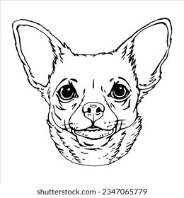 Portrait of Chihuahua. Hand-drawn illustration. Vector