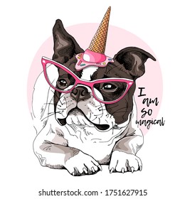 Portrait the chilling funny Boston Terrier dog in the pink glasses   in Ice cream party hat  Humor card  t  shirt composition  hand drawn style print  Vector illustration 