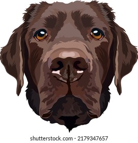 Retrato de un labrador de chocolate. Ilustración vectorial.