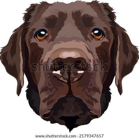 Portrait of a chocolate labrador. Vector illustration.