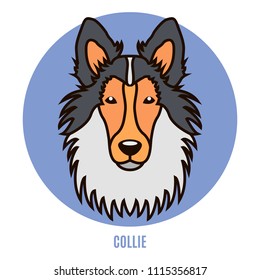 Portrait of Collie 