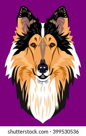 Portrait of a collie dog
