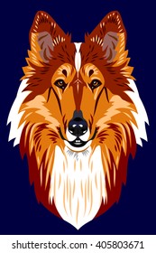 Portrait of a collie dog