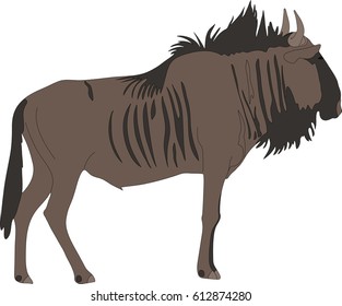 Portrait of a common wildebeest, standing, viewn from side, hand drawn vector illustration isolated on white background