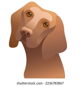 portrait of a Coonhound dog looking at the camera