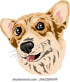 Portrait of a corgi dog showing its tongue. Color vector graphics without background. The dog shows its tongue