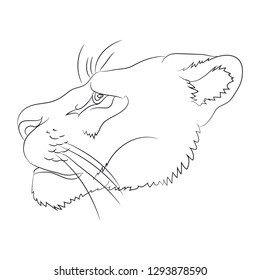 portrait of a cougar drawing lines, vector, white background