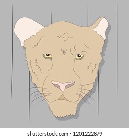 portrait of a cougar looking at wall vector background