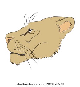 portrait of a cougar, vector, white background