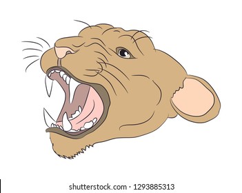portrait of a cougar, vector, white background