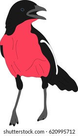 Portrait of a crimson breasted shrike - colored hand drawn vector Illustration isolated on white background