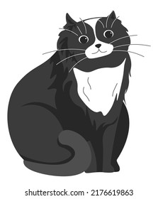 Retrato de un animal lindo, aislado, negro y blanco abrigo de gato peludo. Gatito con bigotes largos, animal felino sentado quieto. Criatura doméstica adorable, purgando y maullando al pussycat. Vector de estilo plano