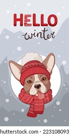 Portrait of a cute Bulldog wearing red winter hat and knitted scarf with Christmas pattern. Text Hello Winter. New Year card, t-shirt, poster