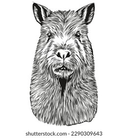 Portrait of a cute Capybara on a white background capybaras
