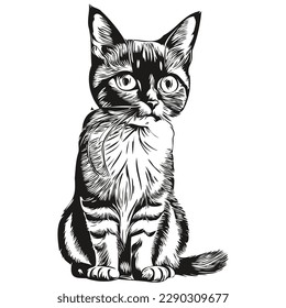 Portrait of a cute Cat on a white background kitten
