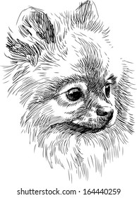 portrait of cute dog