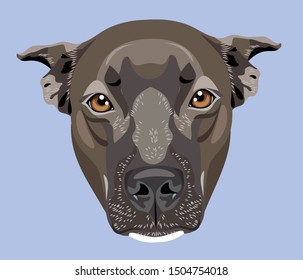 Portrait of a cute dog  bull terrier