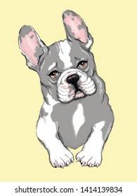 Portrait of cute french bulldog. Drawn puppy. color portrait of a dog.Vector illustration. Image for printing on clothes