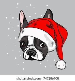 Portrait of cute french bulldog in red christmas hat on gray background. Vector illustration. Santa Claus. New Year's and Christmas.