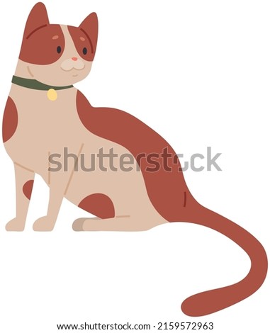 Portrait of cute kitten resting. Adorable kitty in collar relaxing. Sweet pet isolated on white background. Sitting cat with white and red hair. Friendly pet, kitten, domestic cat with collar