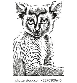Porträt eines süßen Lemur auf weißem Hintergrund Lemuren
