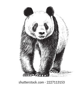 Portrait of a cute panda in full length sketch hand drawn in engraving style Vector illustration.