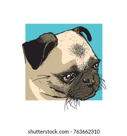 Portrait of a cute pet. Color drawing, vector illustration in engraving style.