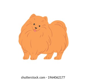 Portrait of cute Pomeranian Spitz with funny muzzle. Small toy dog of Pom breed. Adorable fluffy purebred doggy. Colored flat vector illustration of friendly puppy isolated on white background