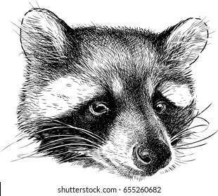 Portrait of a cute raccoon