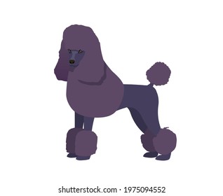 Portrait of cute Royal Poodle. Luxurious doggy. Vector illustration isolated on white background