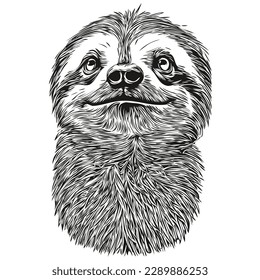 Portrait of a cute Sloth on a white background Sloths
