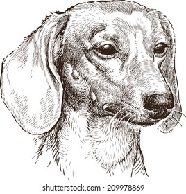 portrait of a dachshund