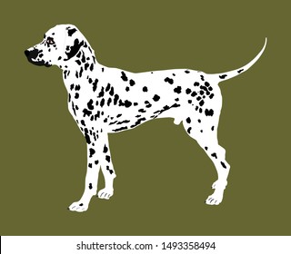 Portrait of Dalmatian dog vector illustration isolated. Beware of purebred dog. Dog show champion. Best friend. Alert, guard attention. Kids lover.