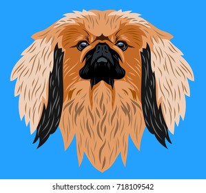 Portrait of decorative dog Pekingese