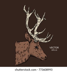 Portrait of a deer. Can be used for printing on T-shirts, flyers and stuff. Vector illustration