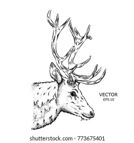 Portrait of a deer. Can be used for printing on T-shirts, flyers and stuff. Vector illustration