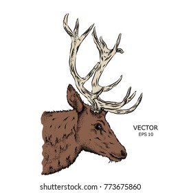 Portrait of a deer. Can be used for printing on T-shirts, flyers and stuff. Vector illustration