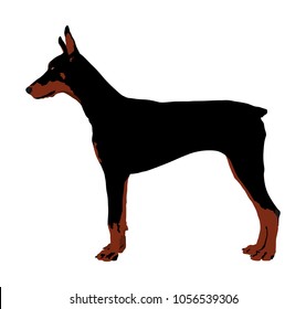 Portrait of Doberman Pincher dog vector illustration isolated. German military guardian dog for detecting smuggling drugs. Beware of dog.  Dog show champion. Best friend. Alert, guard attention.