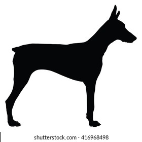 Portrait of Doberman pincher dog vector silhouette isolated. German military guardian dog for detecting smuggling drugs. Beware of dog.  Dog show champion. Best friend. Alert, guard attention.