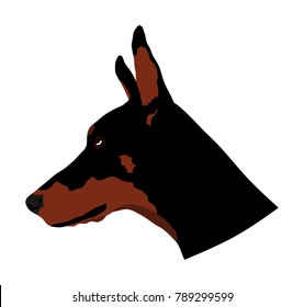 Portrait of Doberman Pincher vector illustration isolated.  German military guardian dog, for detecting smuggling drugs. Beware of dog.