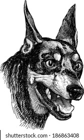 portrait of doberman pinscher