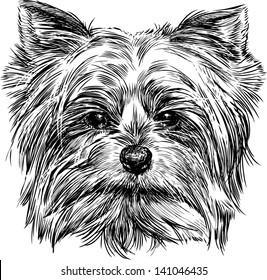 Yorkshire Terrier Drawing Images Stock Photos Vectors