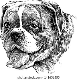 portrait of dog