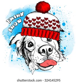 Portrait of a dog Australian shepherd wearing the red winter knitted hat on blue background. Vector illustration.