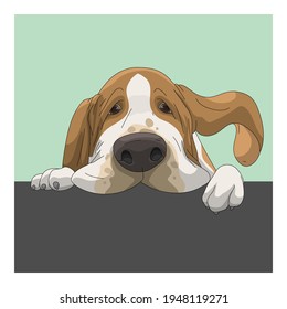 Portrait of dog, Basset Hound with boring face, graphic poster style use for print