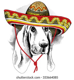 Portrait of a dog Basset Hound in Mexico sombrero. Vector illustration.